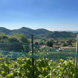 Gita alle colline del Prosecco da Venezia con cantina