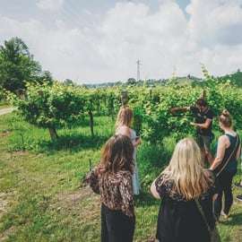 Da Venezia: Tour delle colline del Prosecco e degustazione di vini
