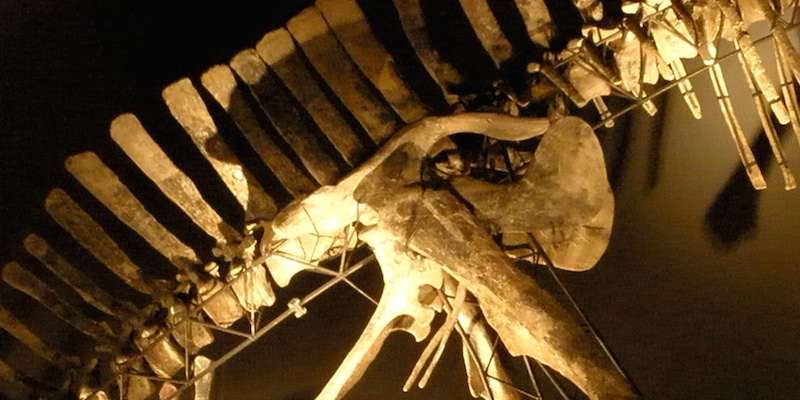 Museo di Storia Naturale - Fontego dei Turchi