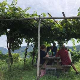 Venezia: tour delle cantine vinicole delle colline del Prosecco con degustazioni e pranzo